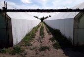 Mezőgazdasági ingatlan eladó tulajdonostól – Cserkeszőlő