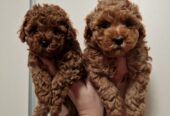 Hopy Queen Poodle tenyészet