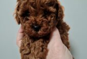 Hopy Queen Poodle tenyészet