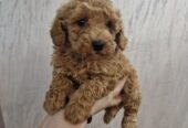 Hopy Queen Poodle tenyészet