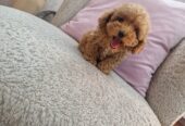 Hopy Queen Poodle tenyészet