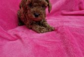 Hopy Queen Poodle tenyészet