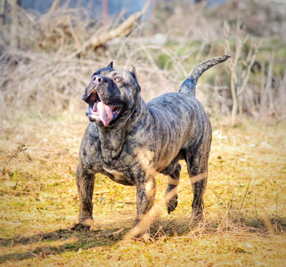 Eladó Kanario kölykök (Kanári kutya), kiváló származásúak