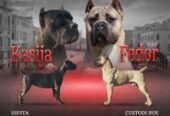 Cane Corso kölyök – 4 hónapos. Cane Corso puppy – 4 months old