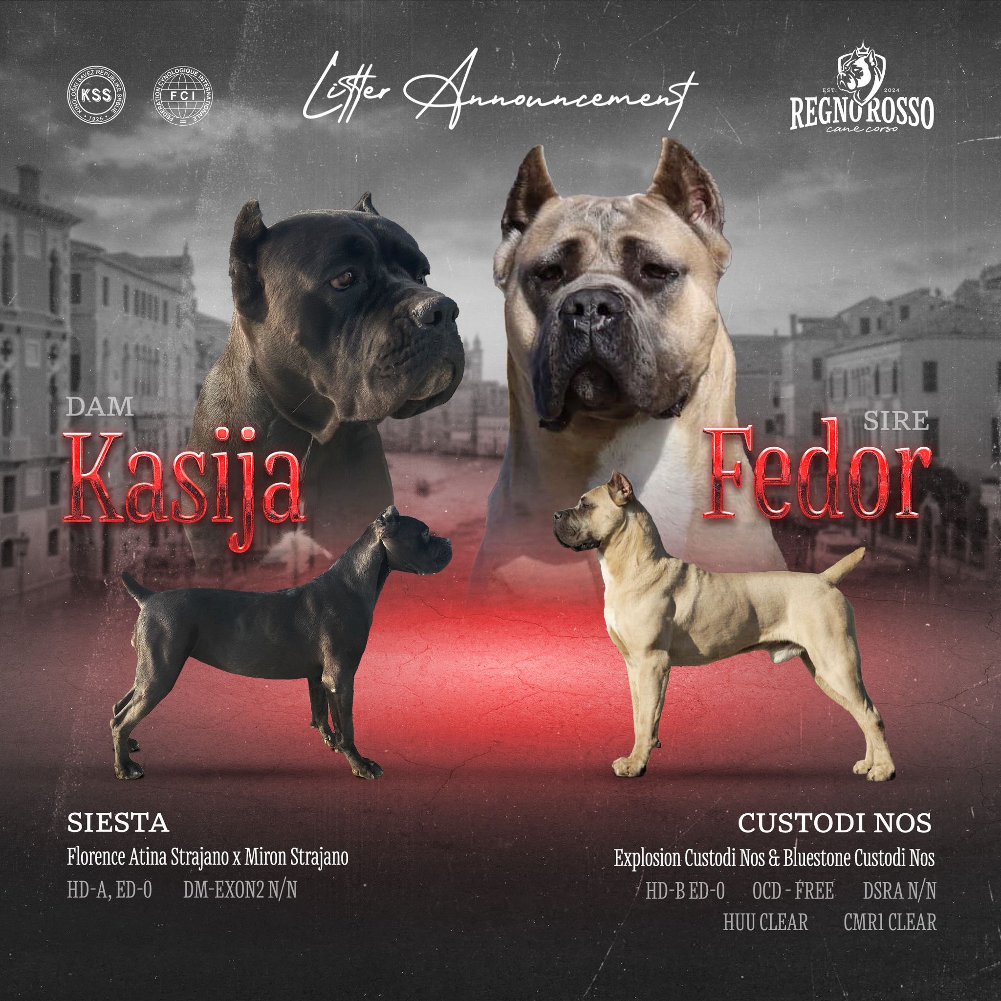 Cane Corso kölyök – 4 hónapos. Cane Corso puppy – 4 months old