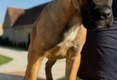 Cane Corso kölyök – 4 hónapos. Cane Corso puppy – 4 months old