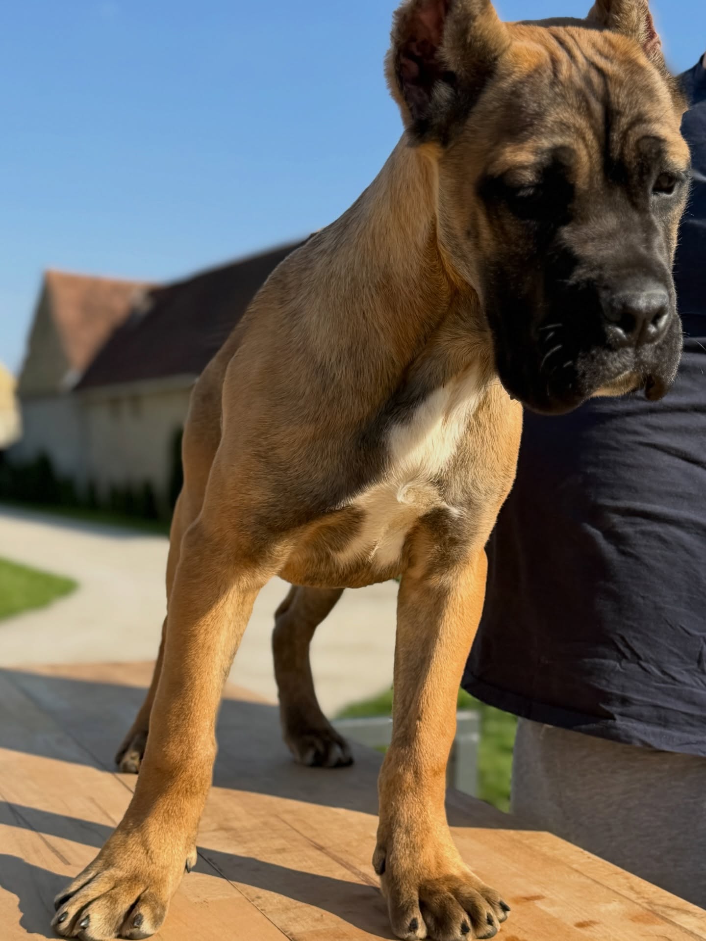 Cane Corso kölyök – 4 hónapos. Cane Corso puppy – 4 months old