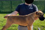 Cane Corso kölyök – 4 hónapos. Cane Corso puppy – 4 months old