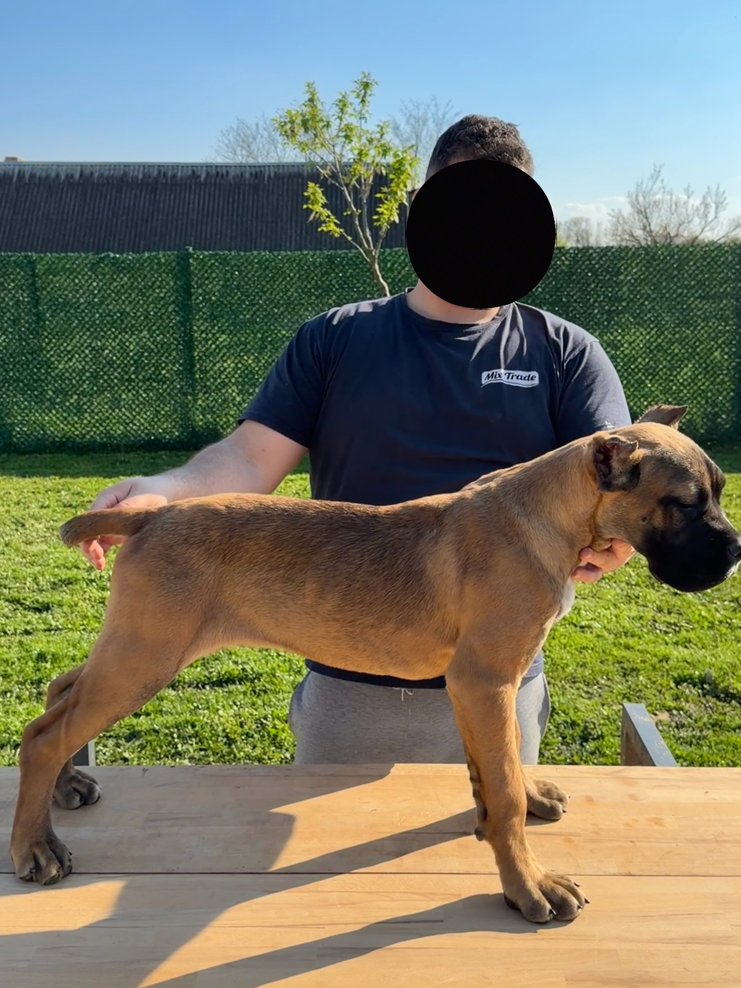 Cane Corso kölyök – 4 hónapos. Cane Corso puppy – 4 months old