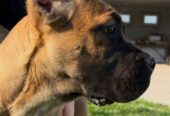 Cane Corso kölyök – 4 hónapos. Cane Corso puppy – 4 months old