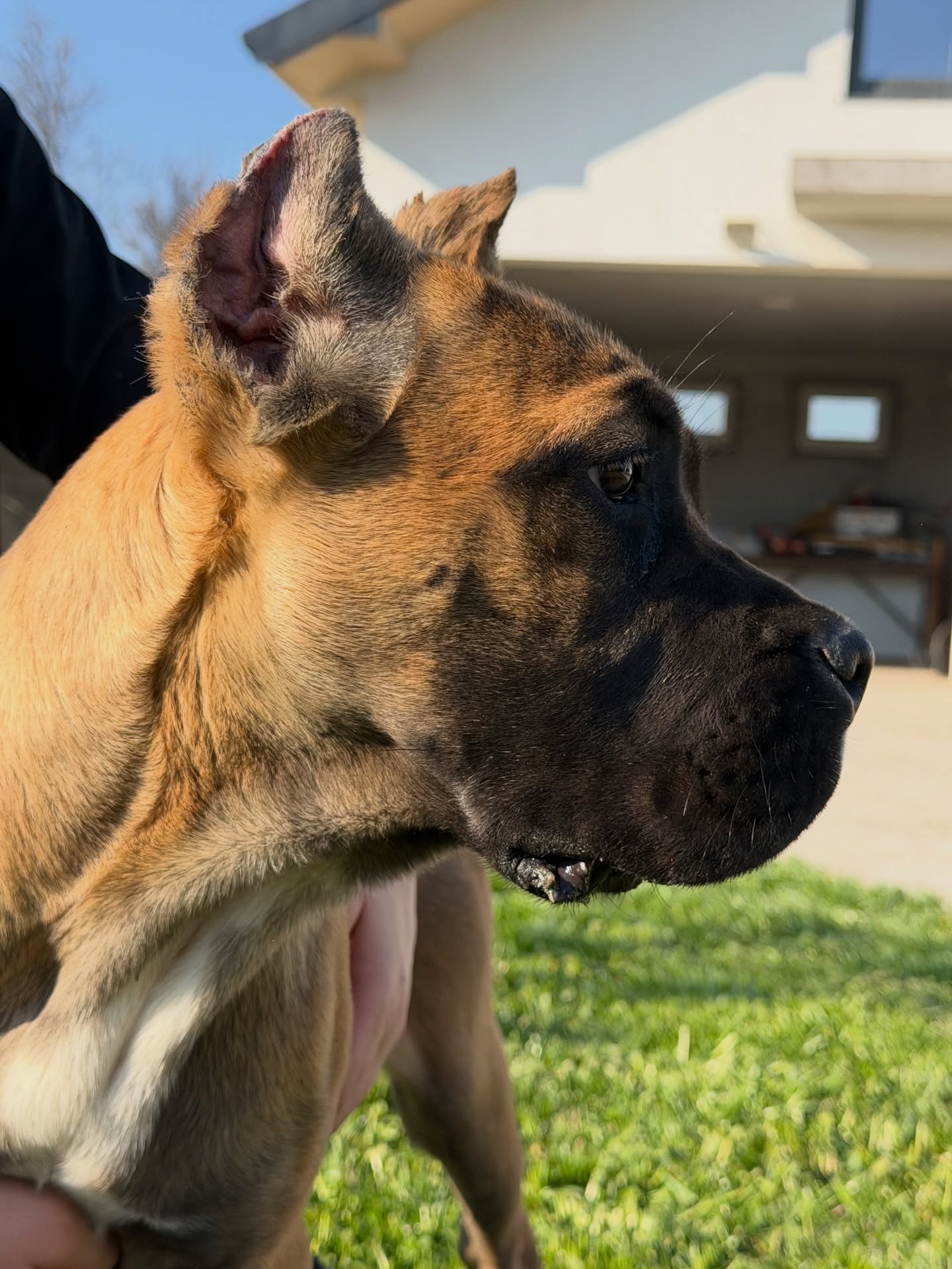 Cane Corso kölyök – 4 hónapos. Cane Corso puppy – 4 months old