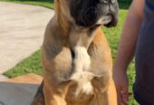 Cane Corso kölyök – 4 hónapos. Cane Corso puppy – 4 months old