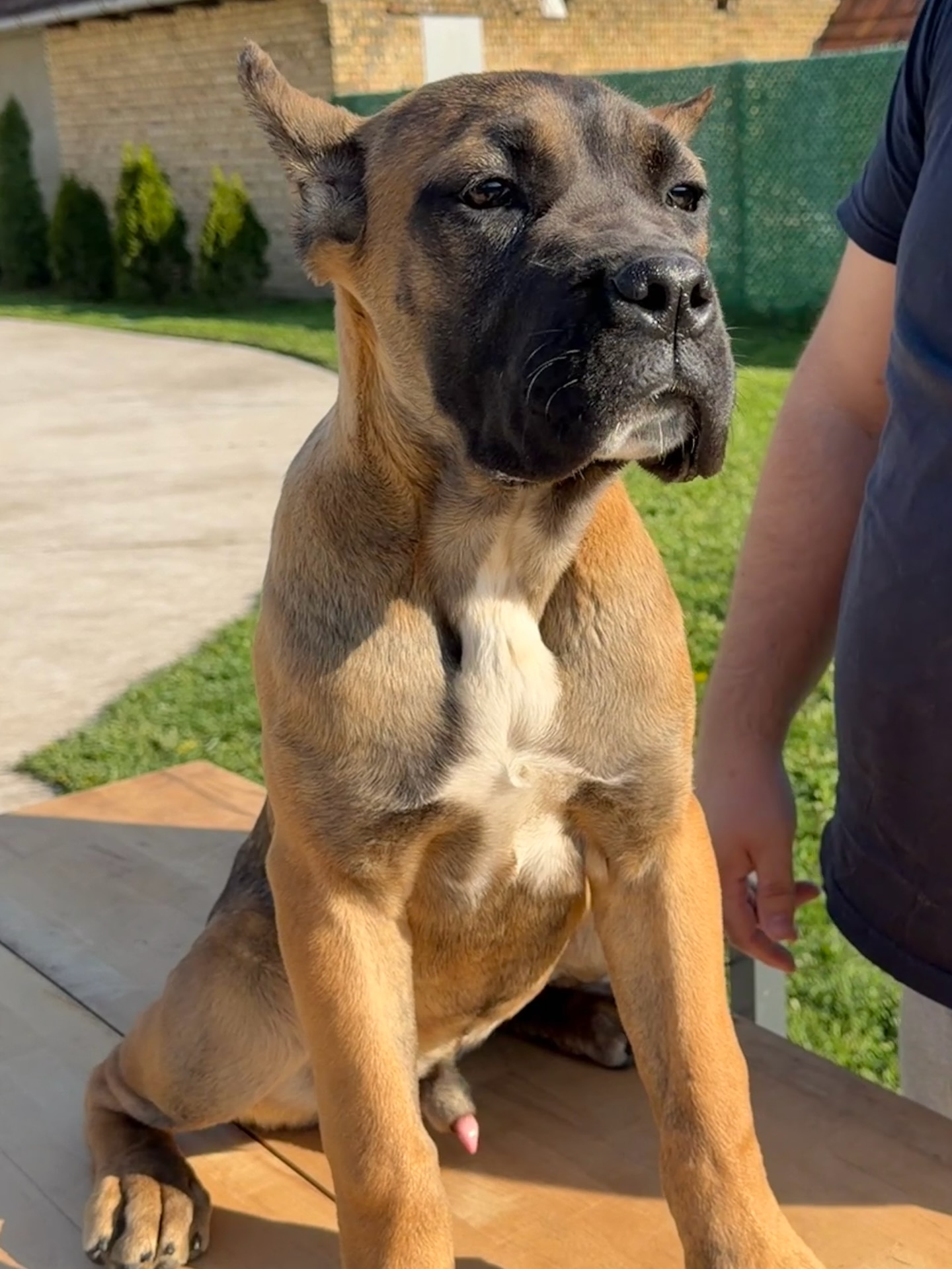 Cane Corso kölyök – 4 hónapos. Cane Corso puppy – 4 months old