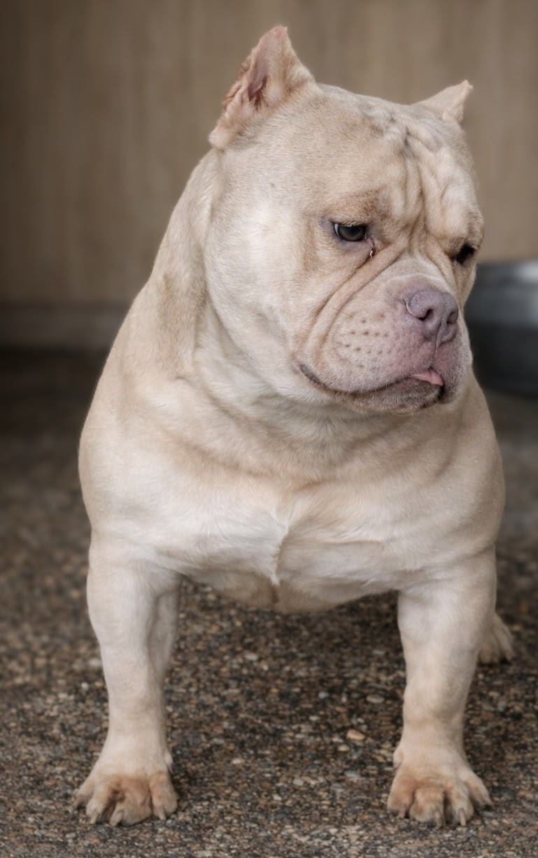 American Bully