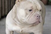 American Bully